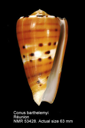Conus barthelemyi.jpg - Conus barthelemyiBernardi,1861